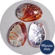 8205-P8 - Polished Red Abalone - Decor Pack